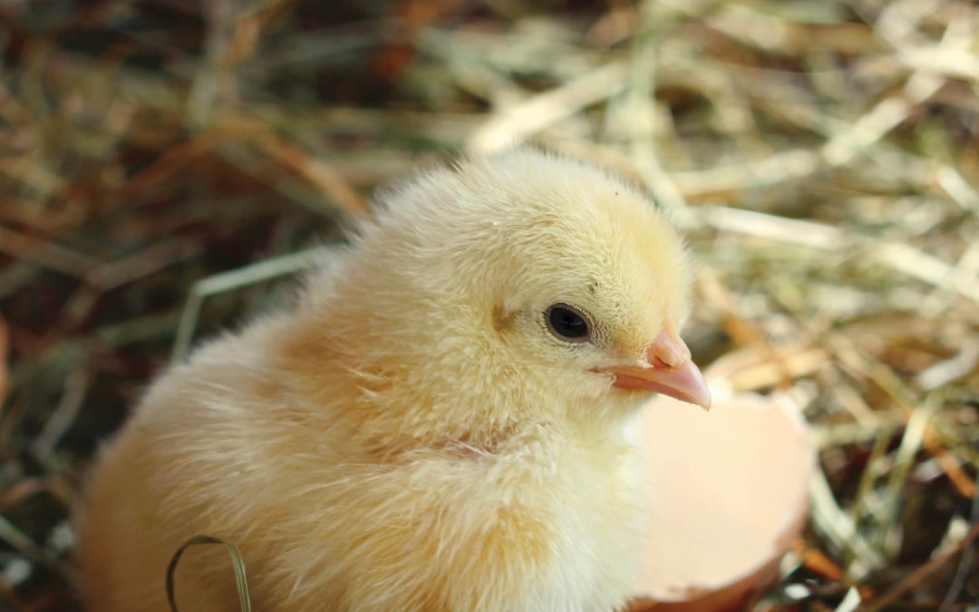The Chicken in the Egg: Hacking Early Development to Improve Adult Chicken Health – Dr E. David Peebles, Mississippi State University