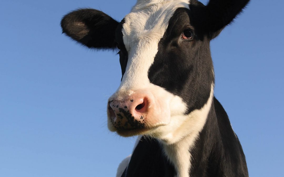 The Dairy Cow Beyond Mass Production – Dr Chad Dechow, Pennsylvania State University