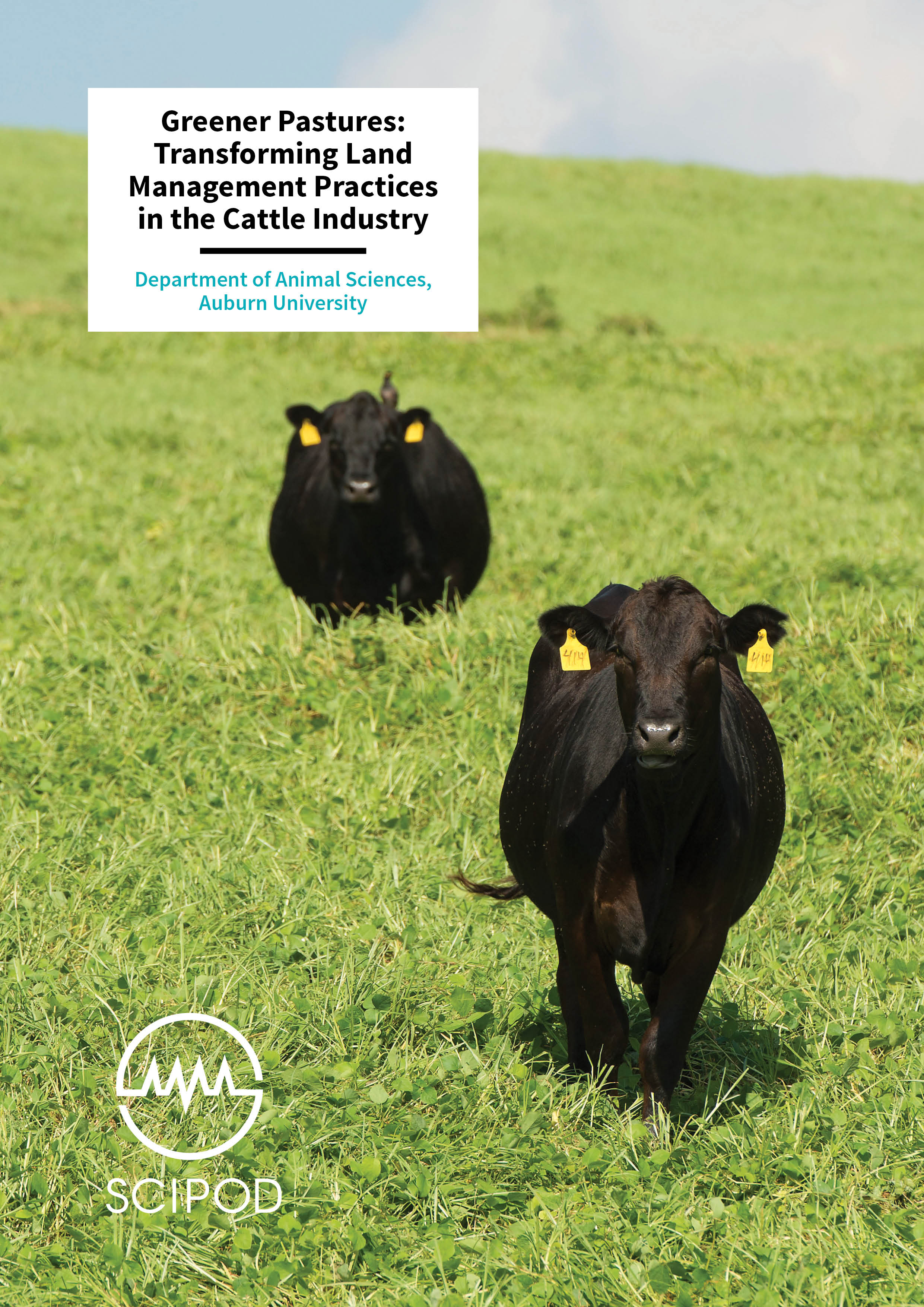 Greener Pastures, Transforming Land Management Practices in the Cattle Industry – Department of Animal Sciences, Auburn University