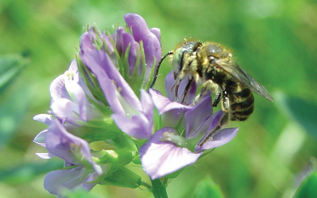 Buzzing & Blooming, Bee-Flower Interactions in Crop Production – Professor Johanne Brunet, USDA-ARS Vegetable Crops Research Unit