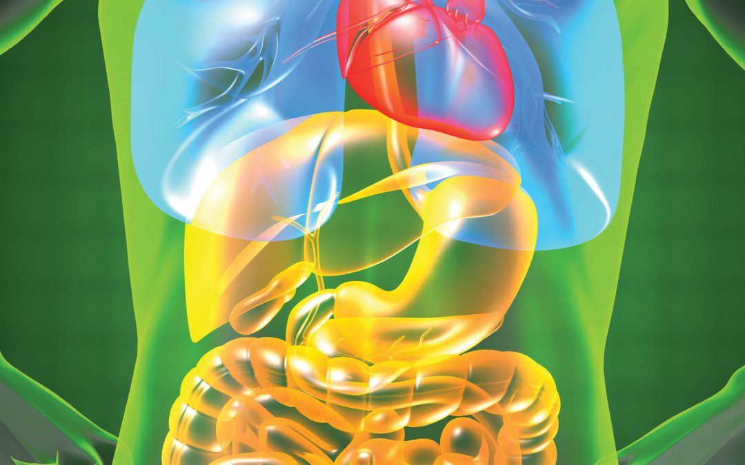 Bile Acids Are Not Just for Digestion – Professors Phillip Hylemon and Huiping Zhou, Virginia Commonwealth University