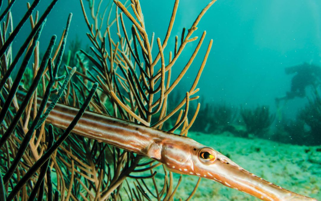 Nature’s Vital Signs, Using Bioindicators to Understand Ecosystem Health – Dr Paul Montagna, Texas A&M