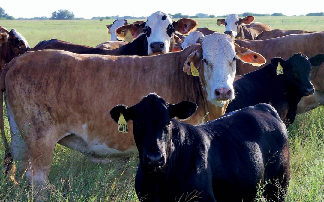 Probing the Link Between Perinatal Nutrition and Puberty in Cattle – Dr Gary Williams and Dr Rodolfo Cardoso, Texas A&M University