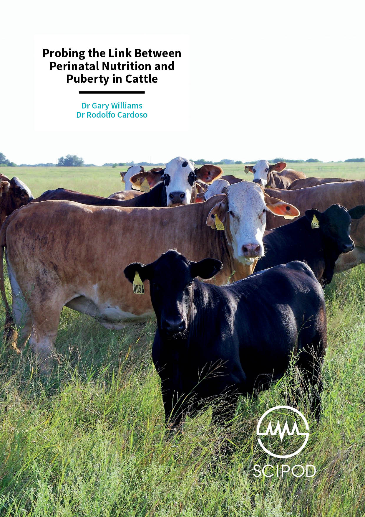 Probing the Link Between Perinatal Nutrition and Puberty in Cattle – Dr Gary Williams and Dr Rodolfo Cardoso, Texas A&M University