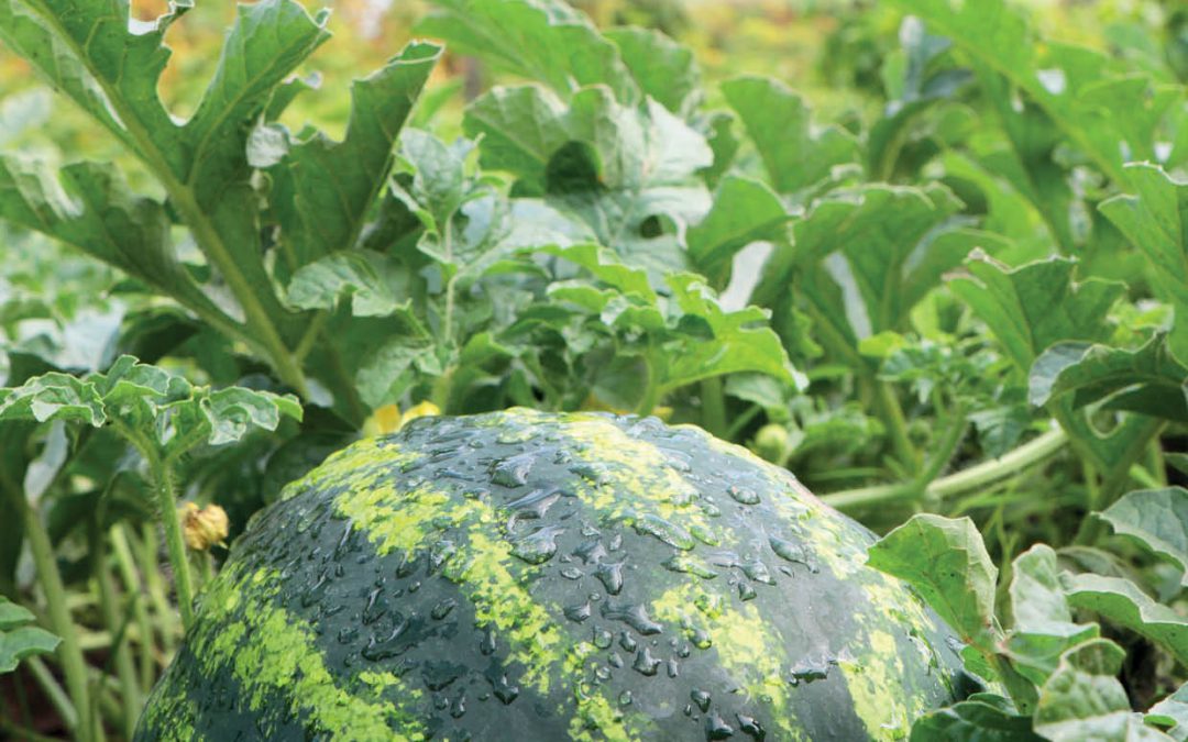 Harnessing Genomics for Disease Resistance in Cucumbers, Melons and Squashes – Dr Rebecca Grumet, Michigan State University