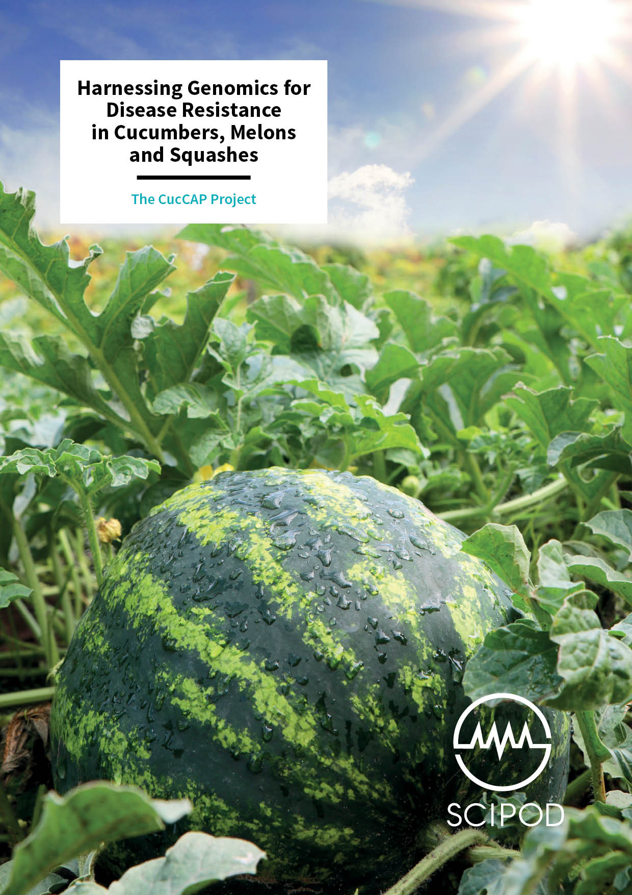 Harnessing Genomics for Disease Resistance in Cucumbers, Melons and Squashes – Dr Rebecca Grumet, Michigan State University