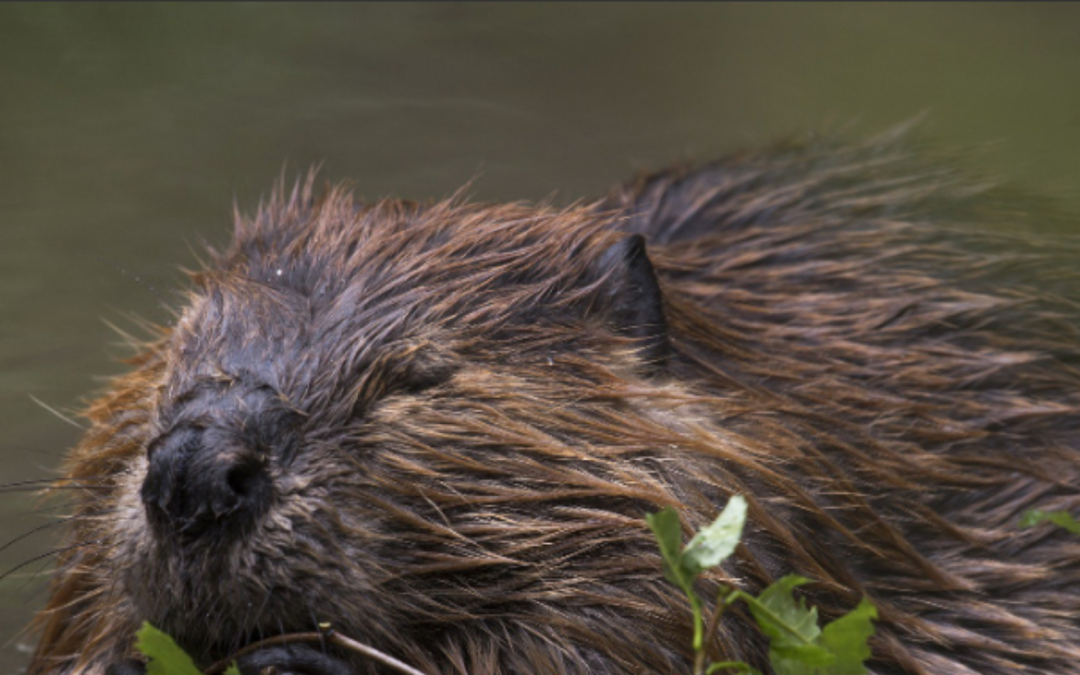 Oh Dam Look, That Beaver Just Put Out A Forest Fire! With Emily Fairfax