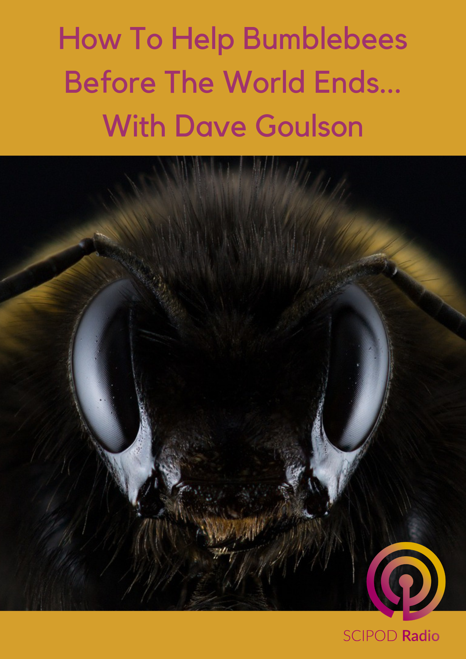 How To Help Bumblebees Before The World Ends… With Dave Goulson