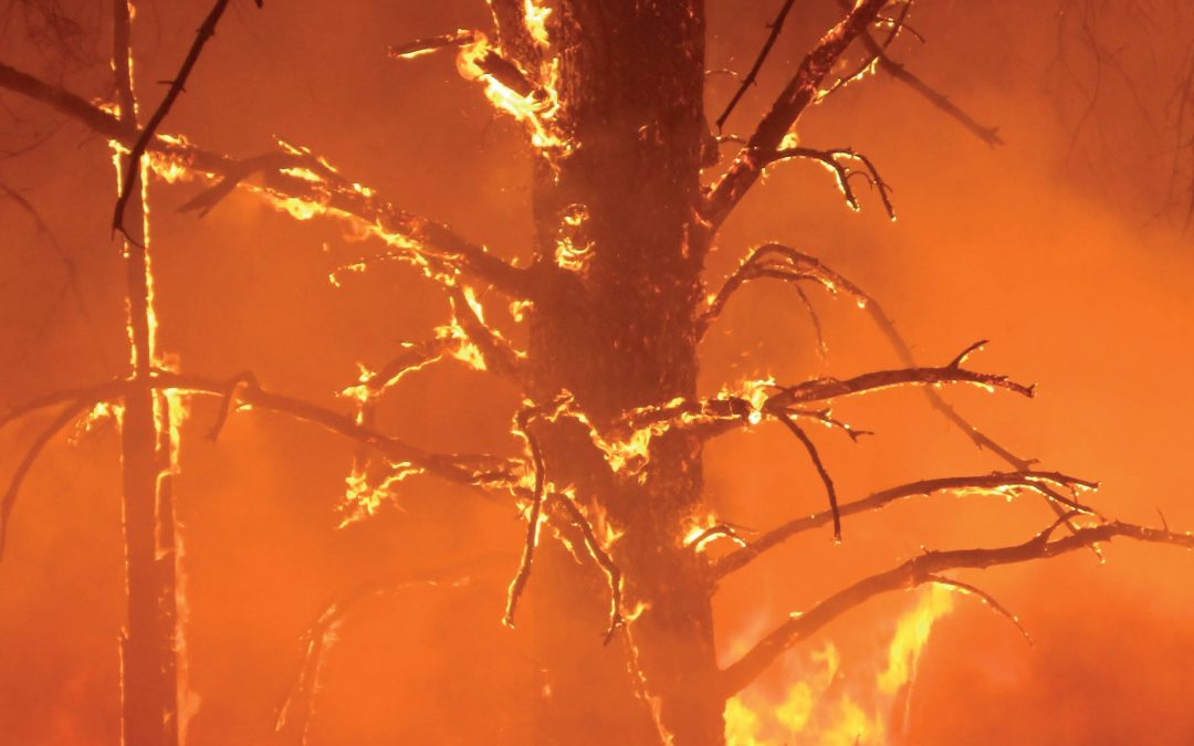 Understanding Wildfire Effects to Inform Better Forest Management – Dr Bianca Eskelson, University of British Columbia