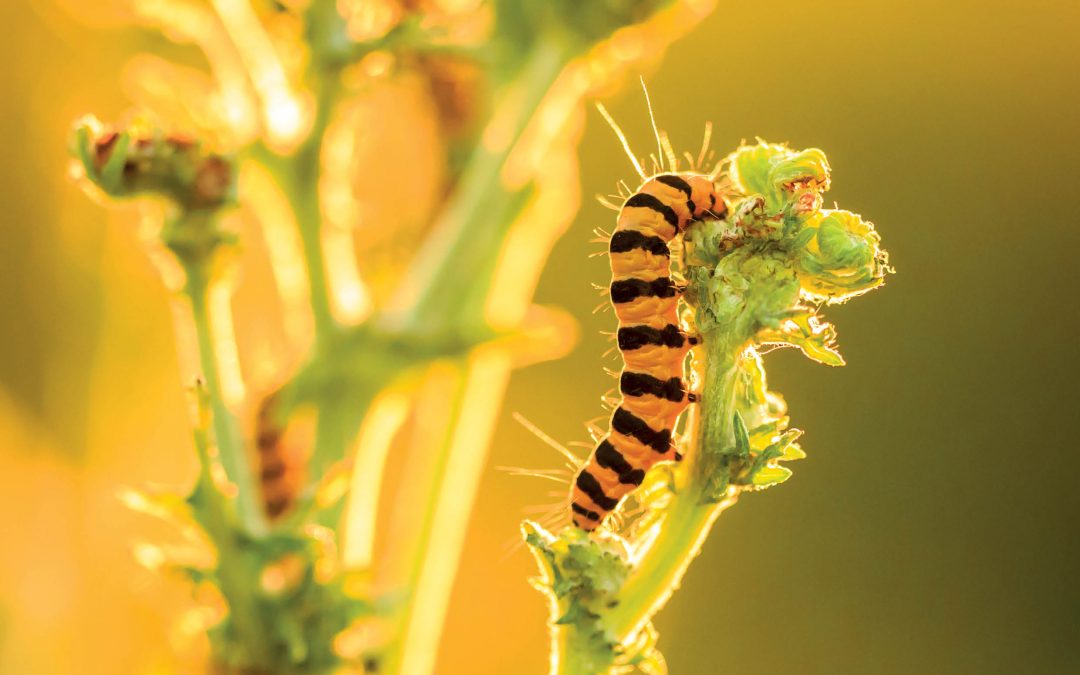 Biological Control In The Light Of Contemporary Evolution-Dr Peter McEvoy