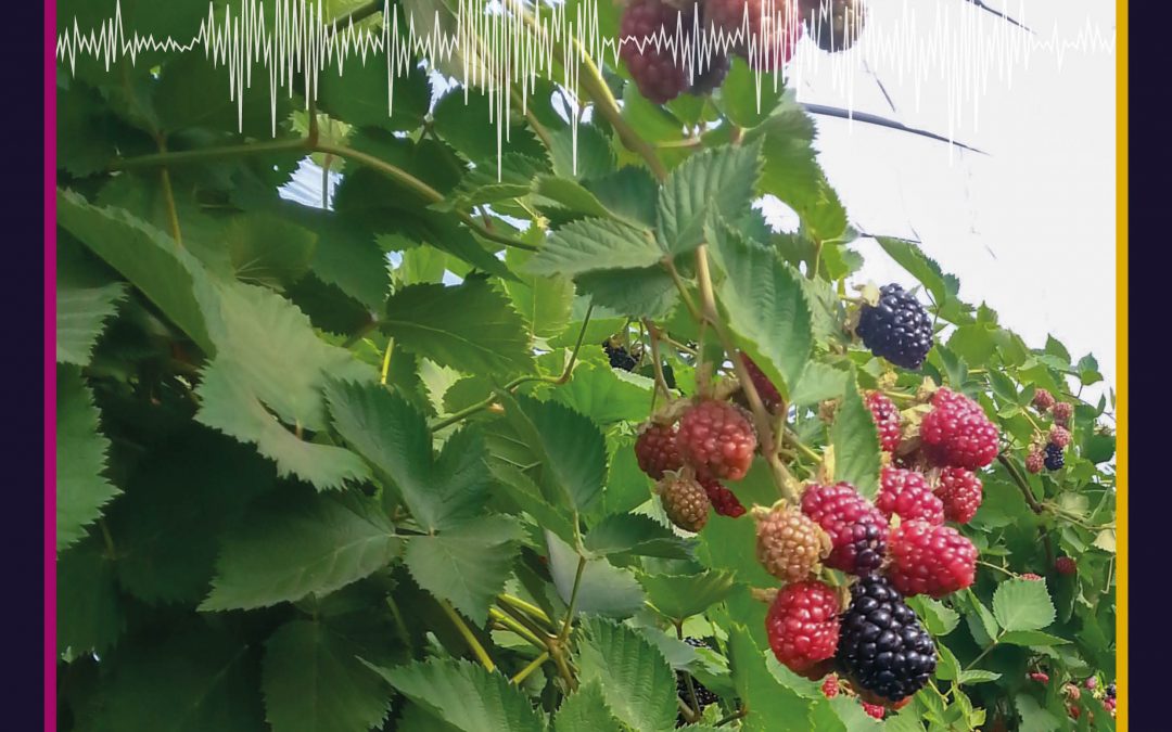 TunnelBerries: Enhancing The Sustainability Of Berry Production