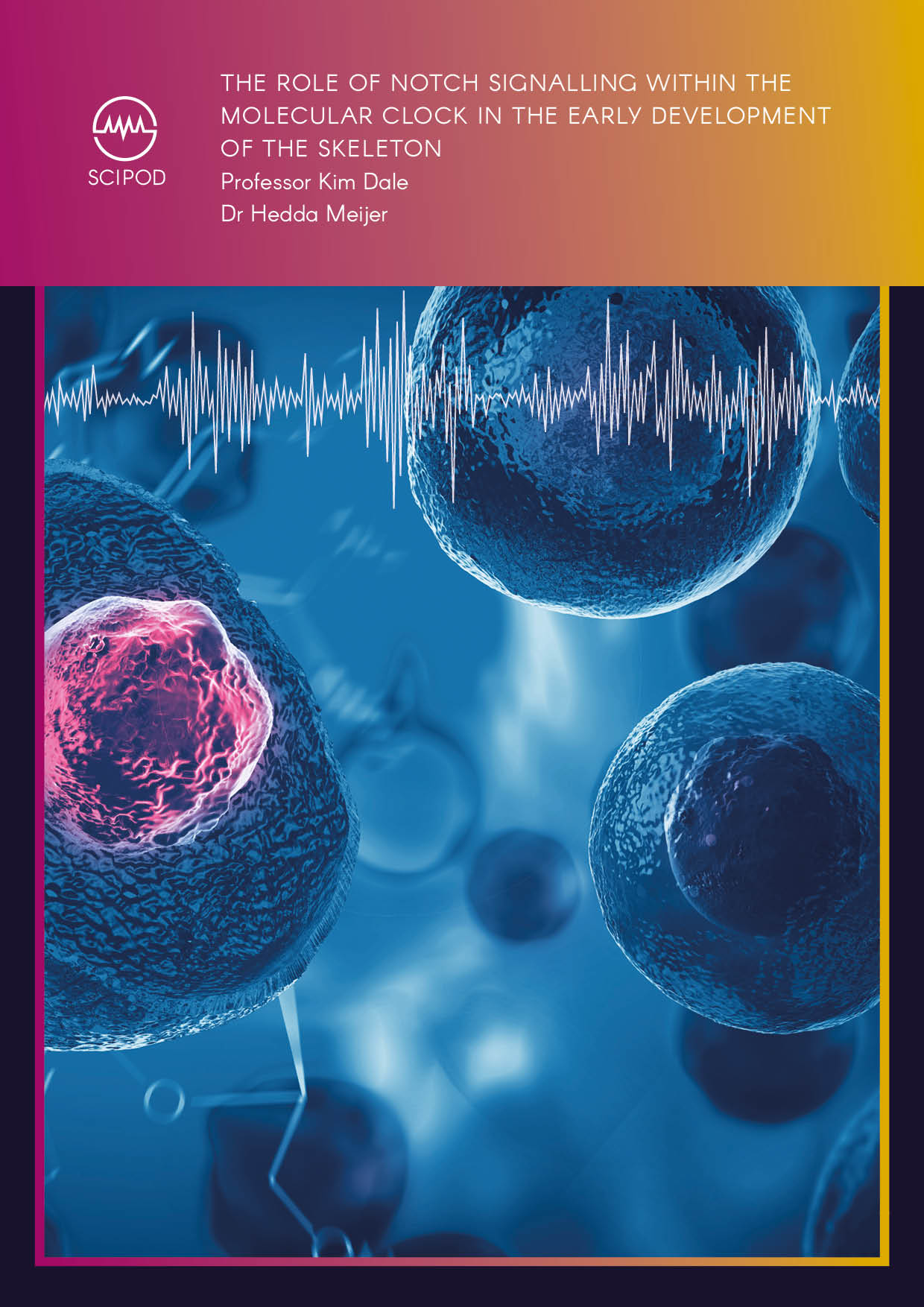 The Role of Notch Signalling within the Molecular Clock in the Early Development of the Skeleton – Professor Kim Dale, University of Dundee