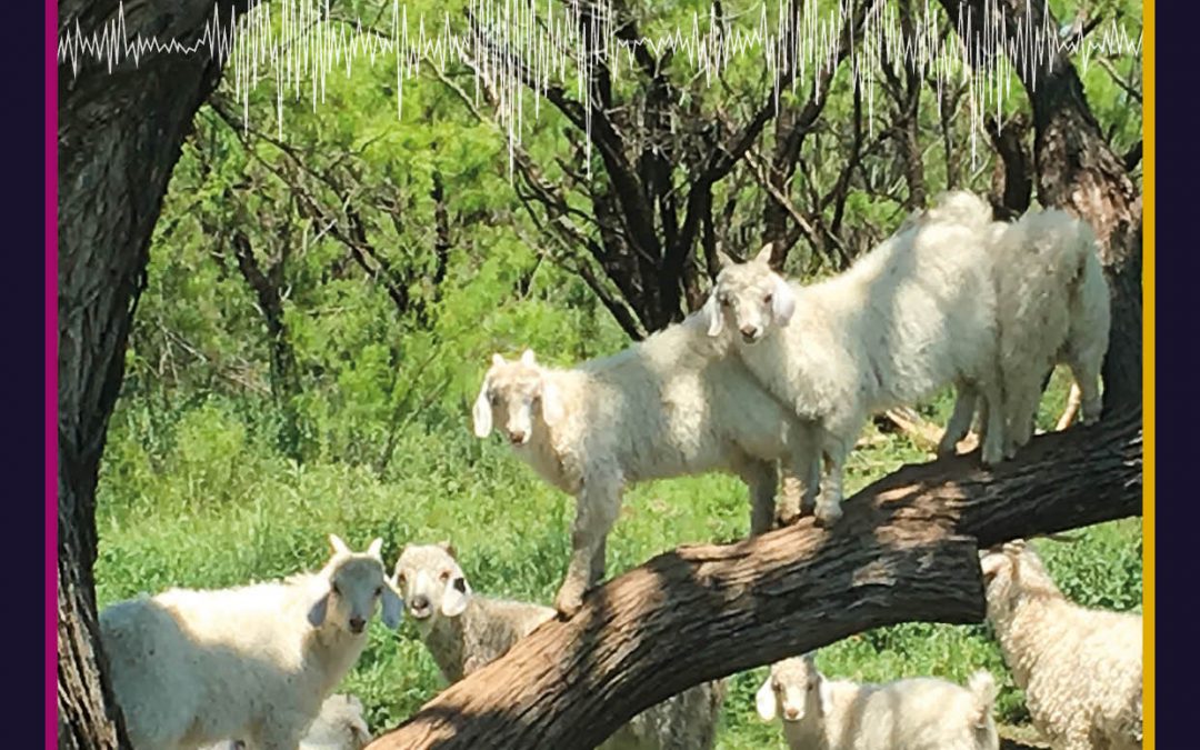 Herbivore Helpers Using Livestock To Manage Rangelands – Dr John Walker, Texas A&M University