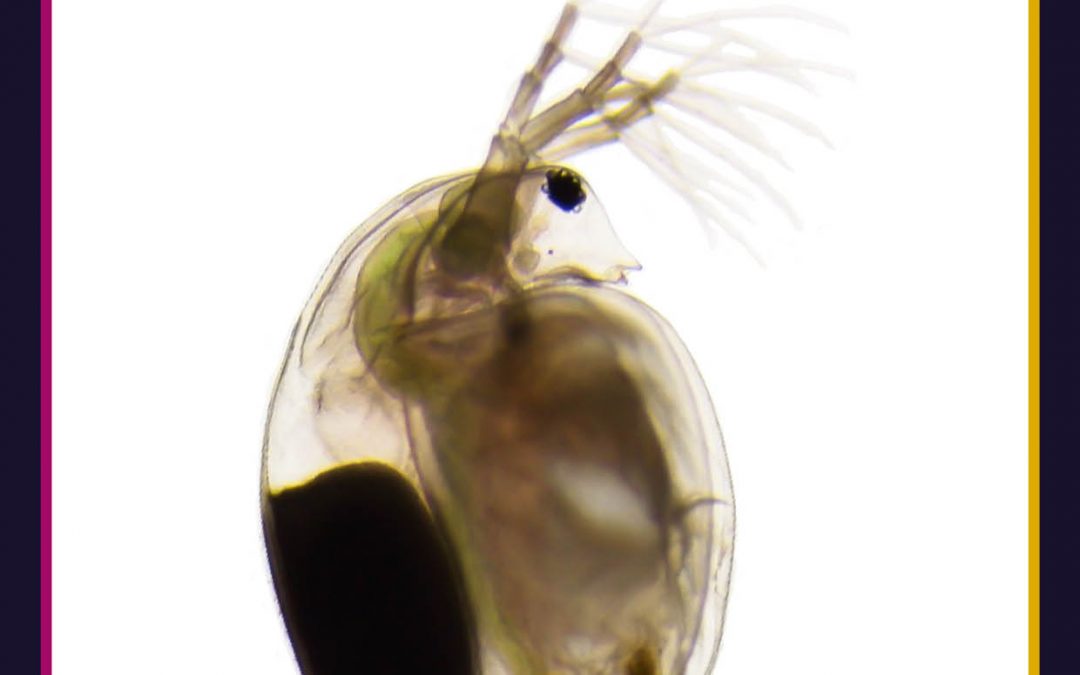 Harnessing Water Fleas to Purify Wastewater