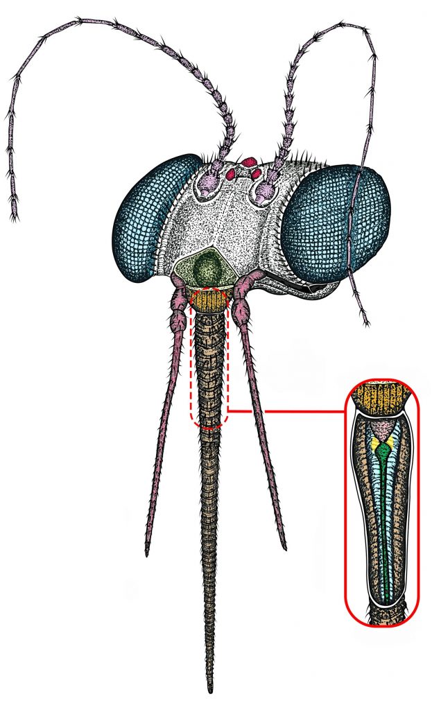 Dr Conrad Labandeira | Which Came First: Pollinating Insects or Flowers?