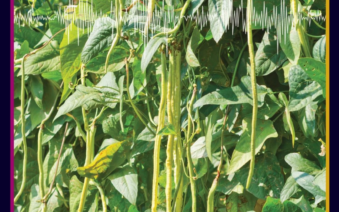 Professor Olubukola Oluranti Babalola | Improving The Production of Cowpea, a Sustainable Superfood