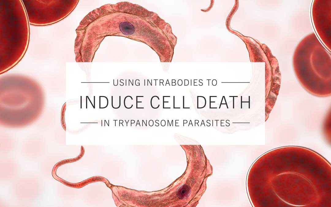 Professor Derrick Robinson | Using Intrabodies to Induce Cell Death in Trypanosome Parasites