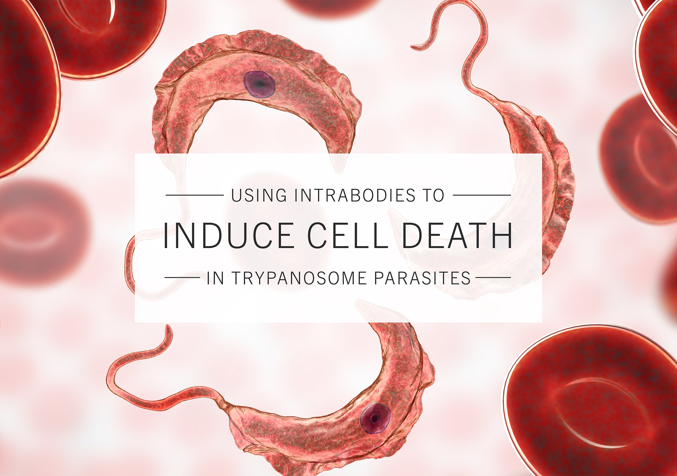 Professor Derrick Robinson | Using Intrabodies to Induce Cell Death in Trypanosome Parasites