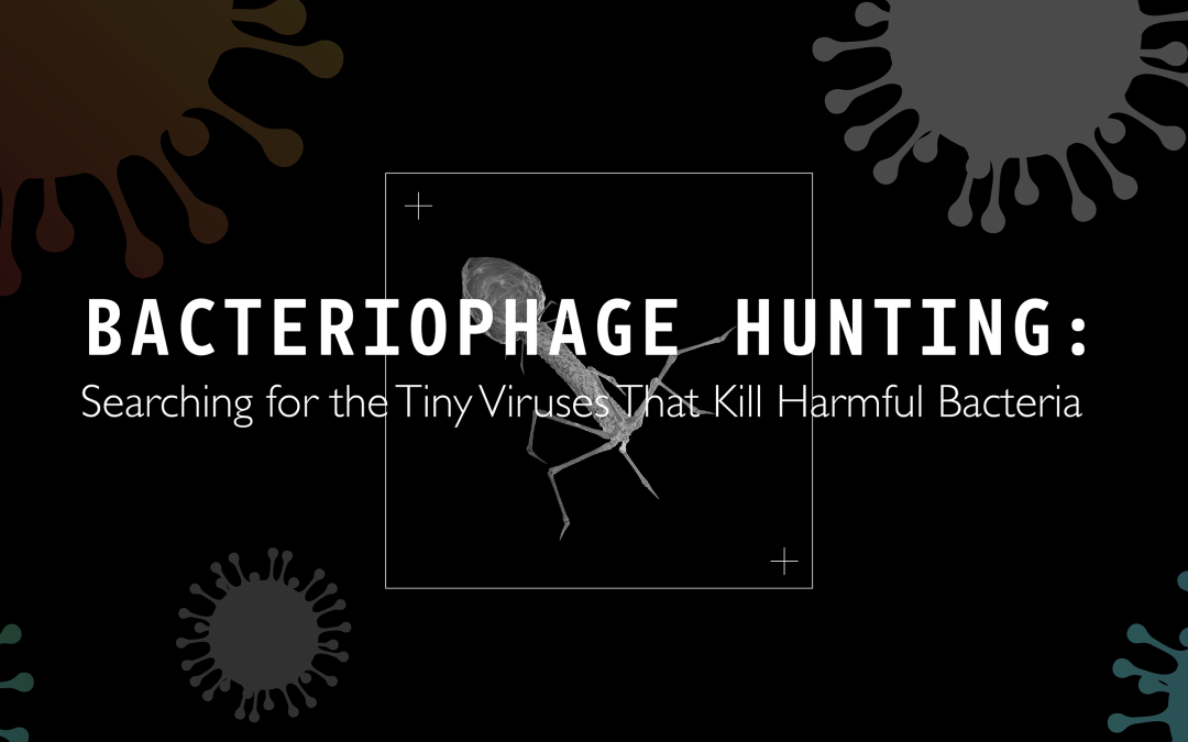 Dr Kristin Parent | Bacteriophage Hunting: Searching for the Tiny Viruses That Kill Harmful Bacteria