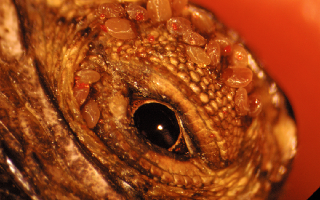 Dr Gita Kolluru | Dylan Lanser | Dr Larisa Vredevoe – Reproductive Consequences for Tick-Infested Lizards