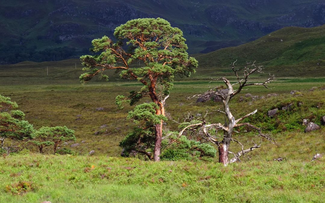 Dr James Fenton | Why We Should Question Reforestation in the Scottish Highlands
