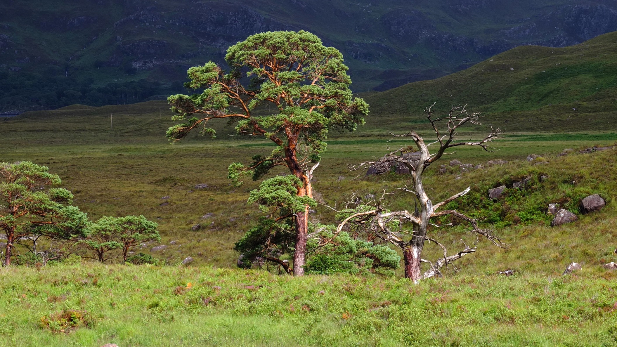 Dr James Fenton | Why We Should Question Reforestation in the Scottish Highlands