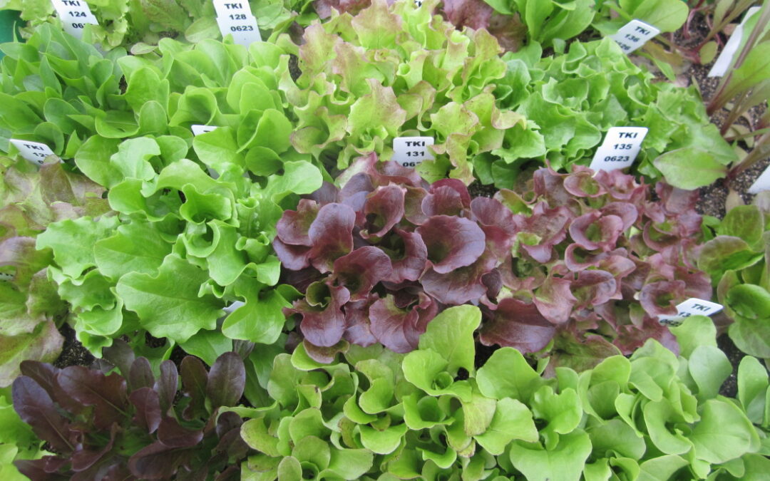 Dr Sandra Goritschnig – Dr Pasquale Tripodi | The Science of Greens: Using Genetic Insights to Cultivate Better, Stronger Lettuce