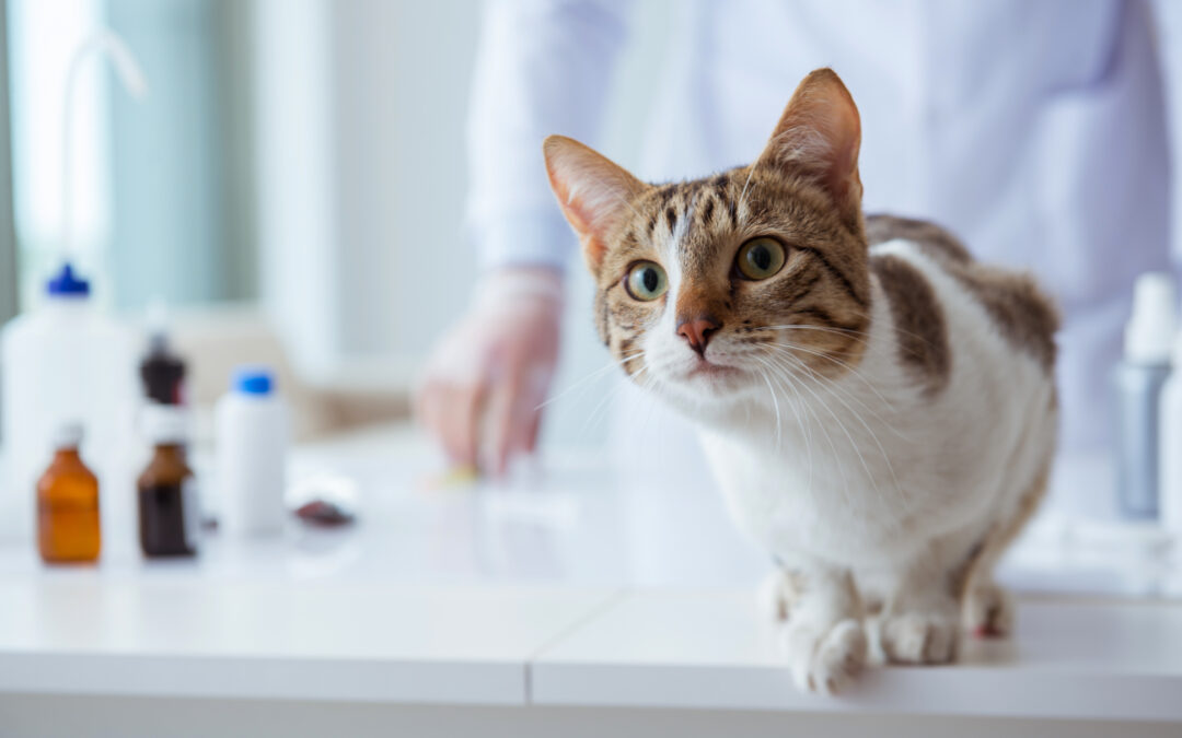 Dr. Robin Temmerman | Healthy Pets, Safer Humans: A Positive Step Forward for Veterinary Science