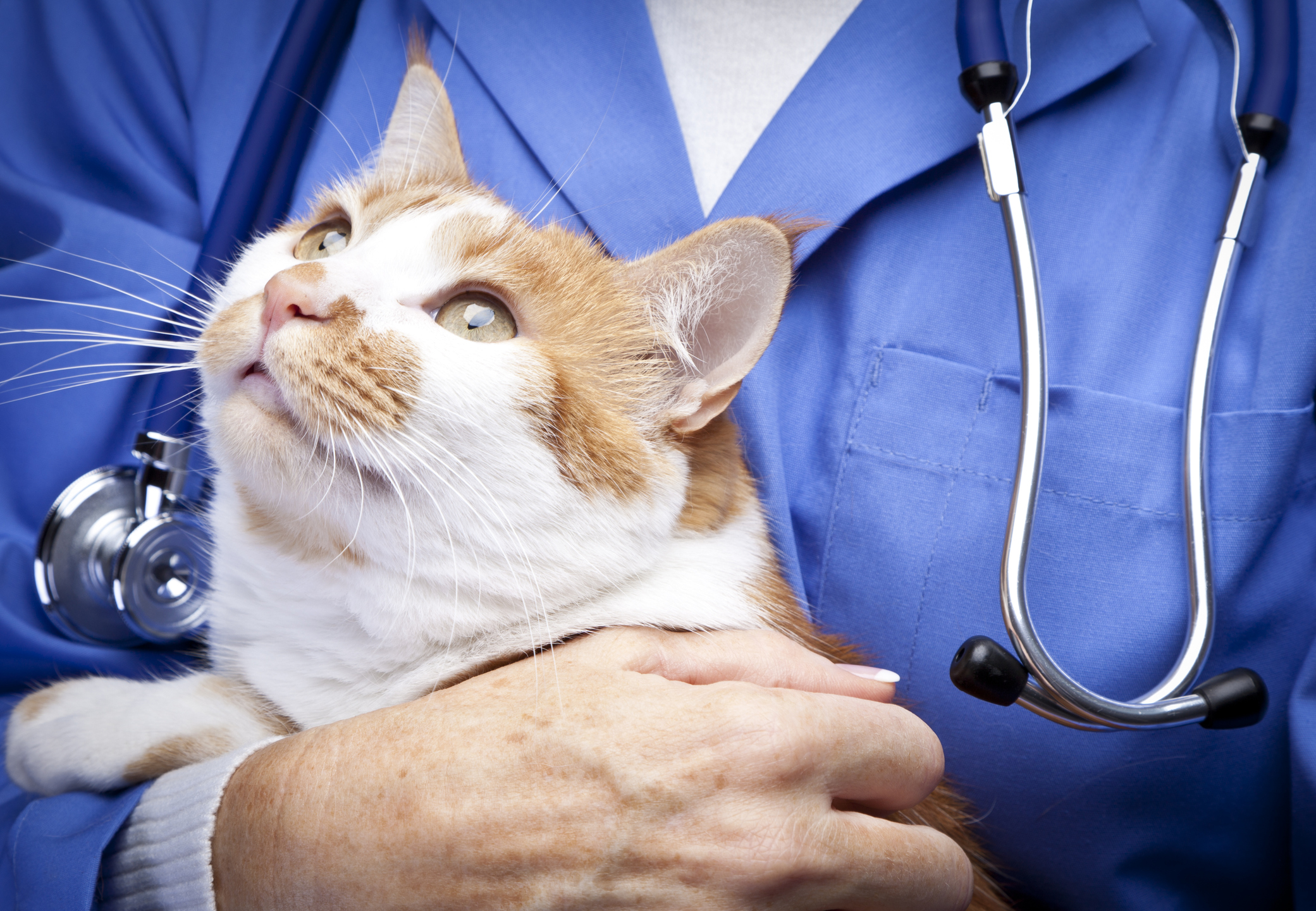 Ren Kimura | Listening to Our Cats’ Kidneys: How a Handful of Mirror-Image Molecules Could Reveal Feline Health