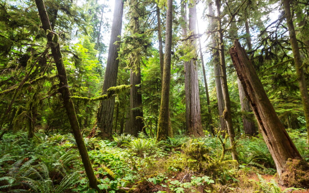 Dr. Rhonda Millikin | When Fighting Fire Backfires: How Cutting Trees Can Raise Fire Risk