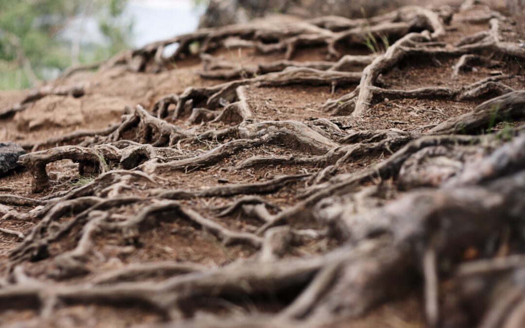 Professor Alex McBratney | Securing the Soil Beneath Our Feet: Mapping and Managing Australia’s Hidden Asset