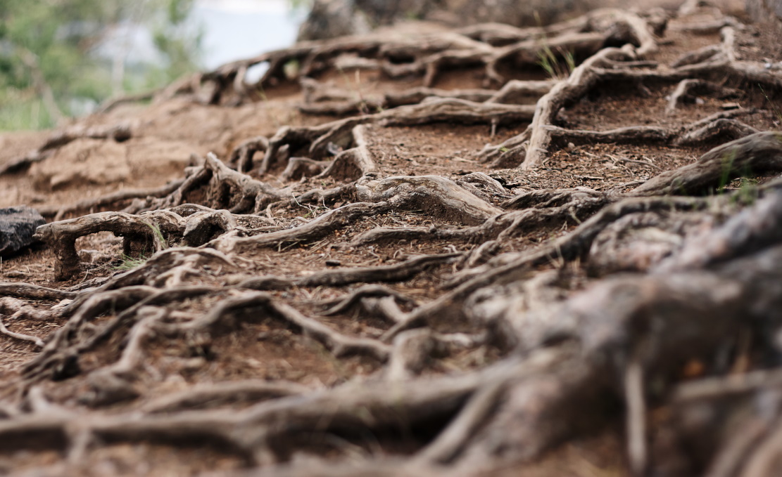 Professor Alex McBratney | Securing the Soil Beneath Our Feet: Mapping and Managing Australia’s Hidden Asset