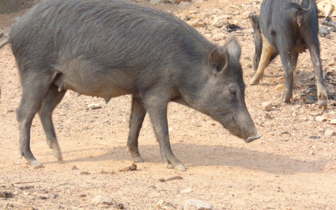 Associate Professor Adeniyi Charles Adeola | History Written in Base-Pairs: The Hidden Stories in African Pig Genomes