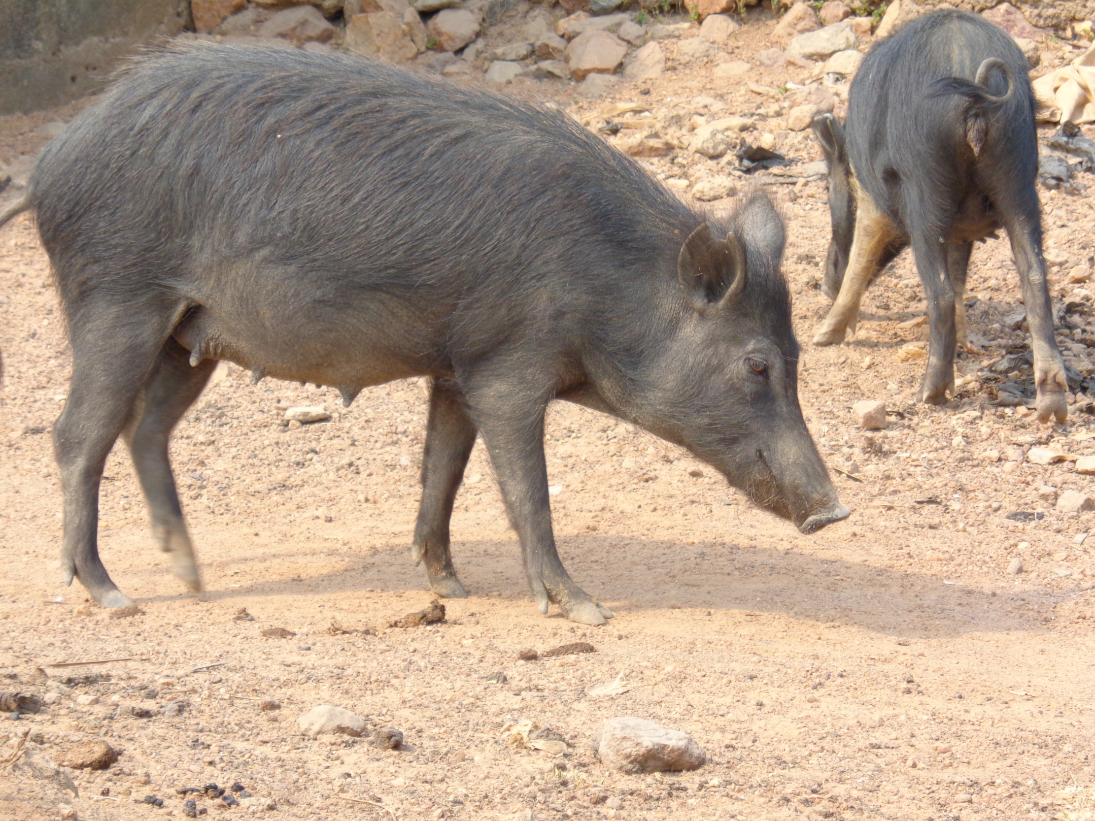 Associate Professor Adeniyi Charles Adeola | History Written in Base-Pairs: The Hidden Stories in African Pig Genomes