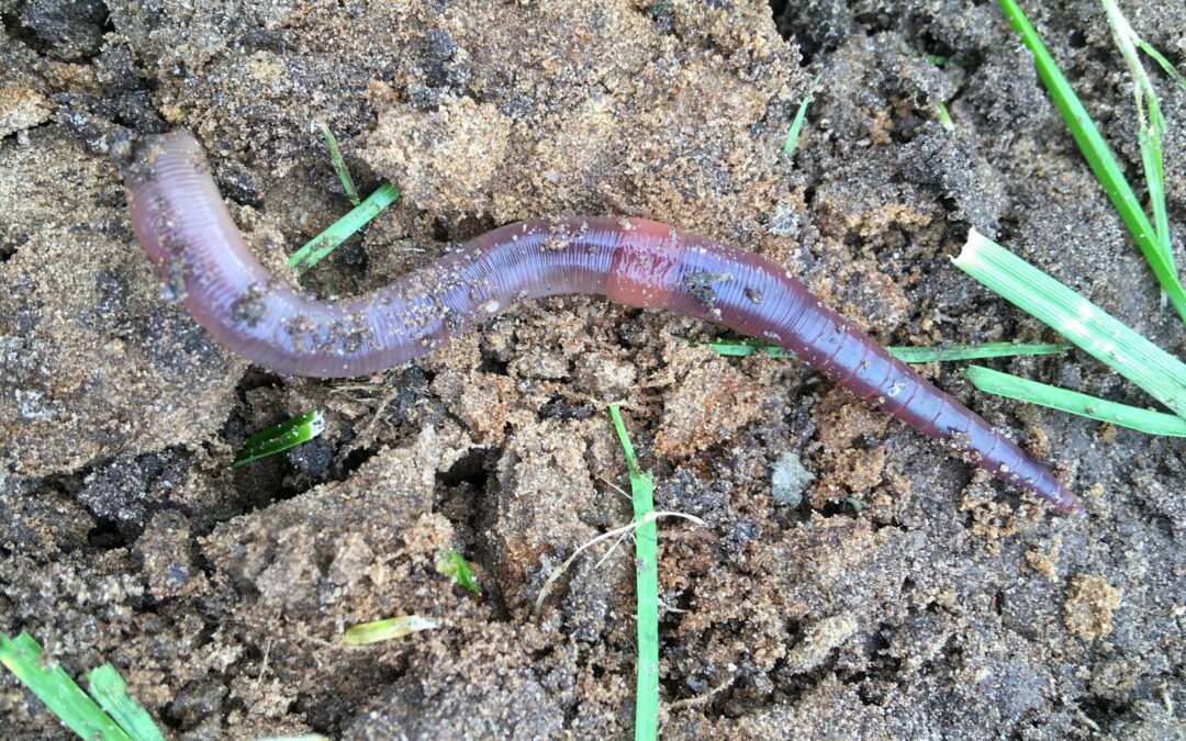 Roos van de Logt | Hidden Engineers: How Earthworms Could Help Us Weather a Changing Climate