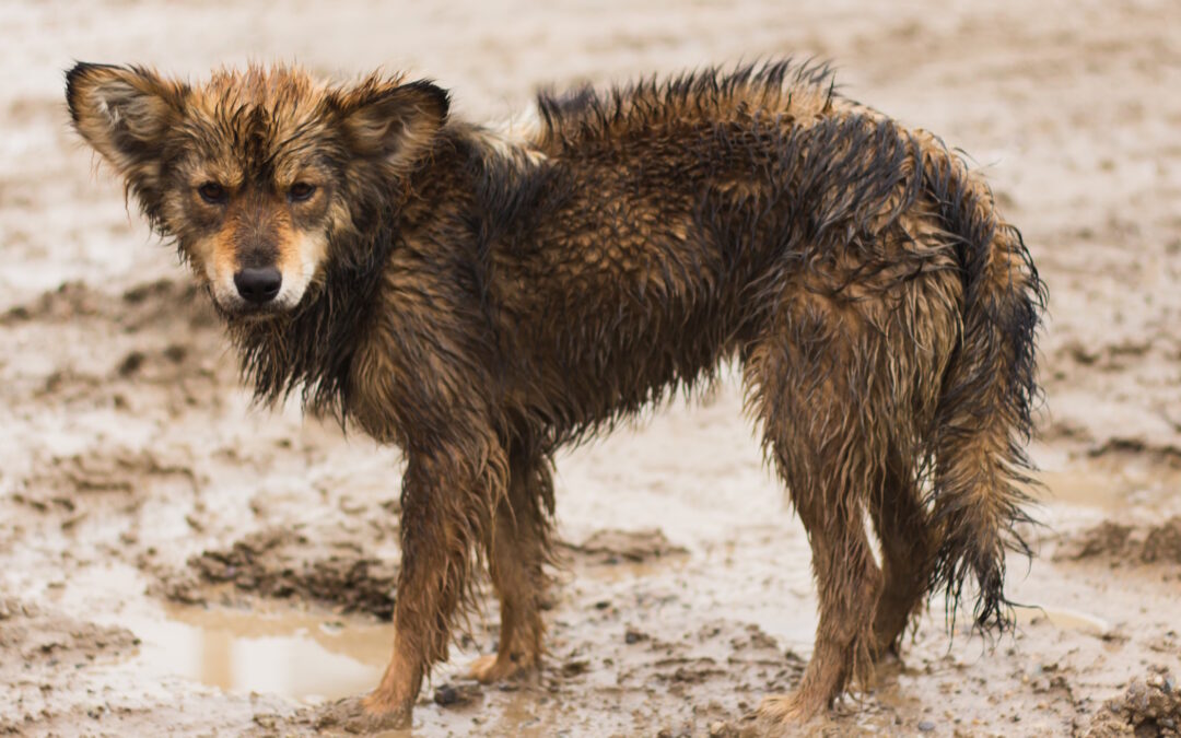Prof. Debra Zoran | After the Storm: Protecting Companion Animals in Crisis