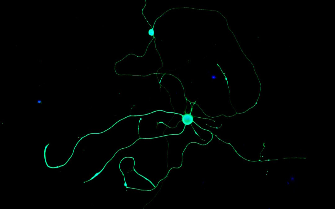 Dr. Jeddah Marie Vasquez | Blending Biology and Engineering to Repair Damaged Nerves