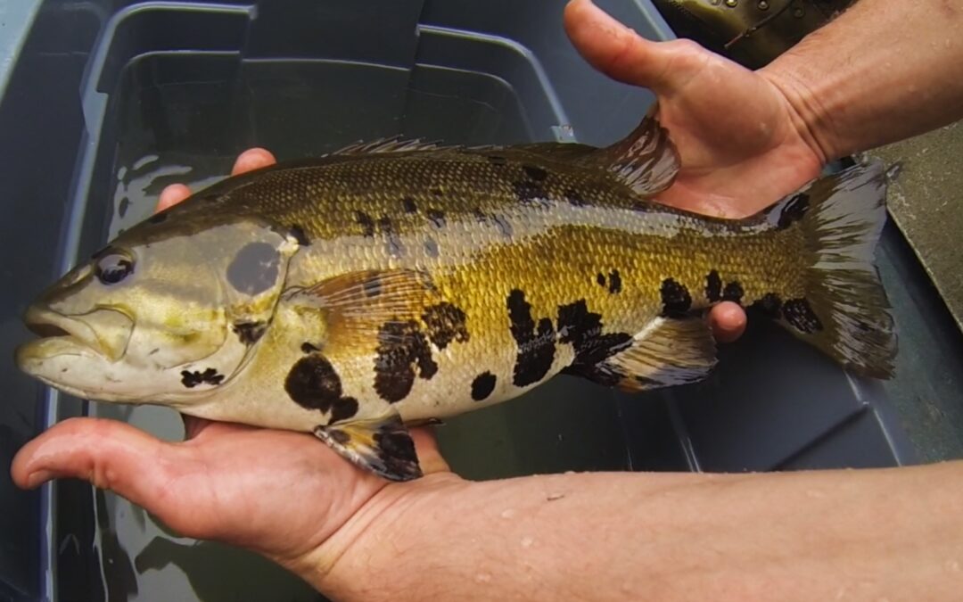 Dr. Clayton Raines | From Alewives to Bass: Discovering the Viruses Lurking in North America’s Fish