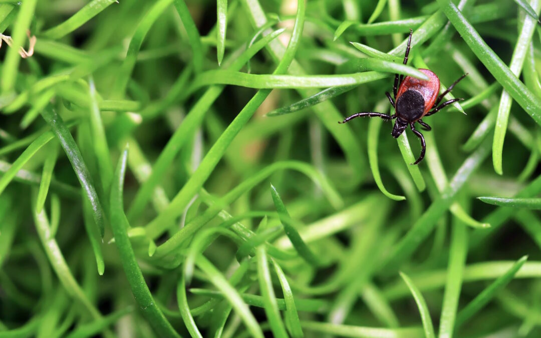 Prof. Megan Mladinich Valenti | Hidden in the Grass: The Rising Threat of Powassan Virus