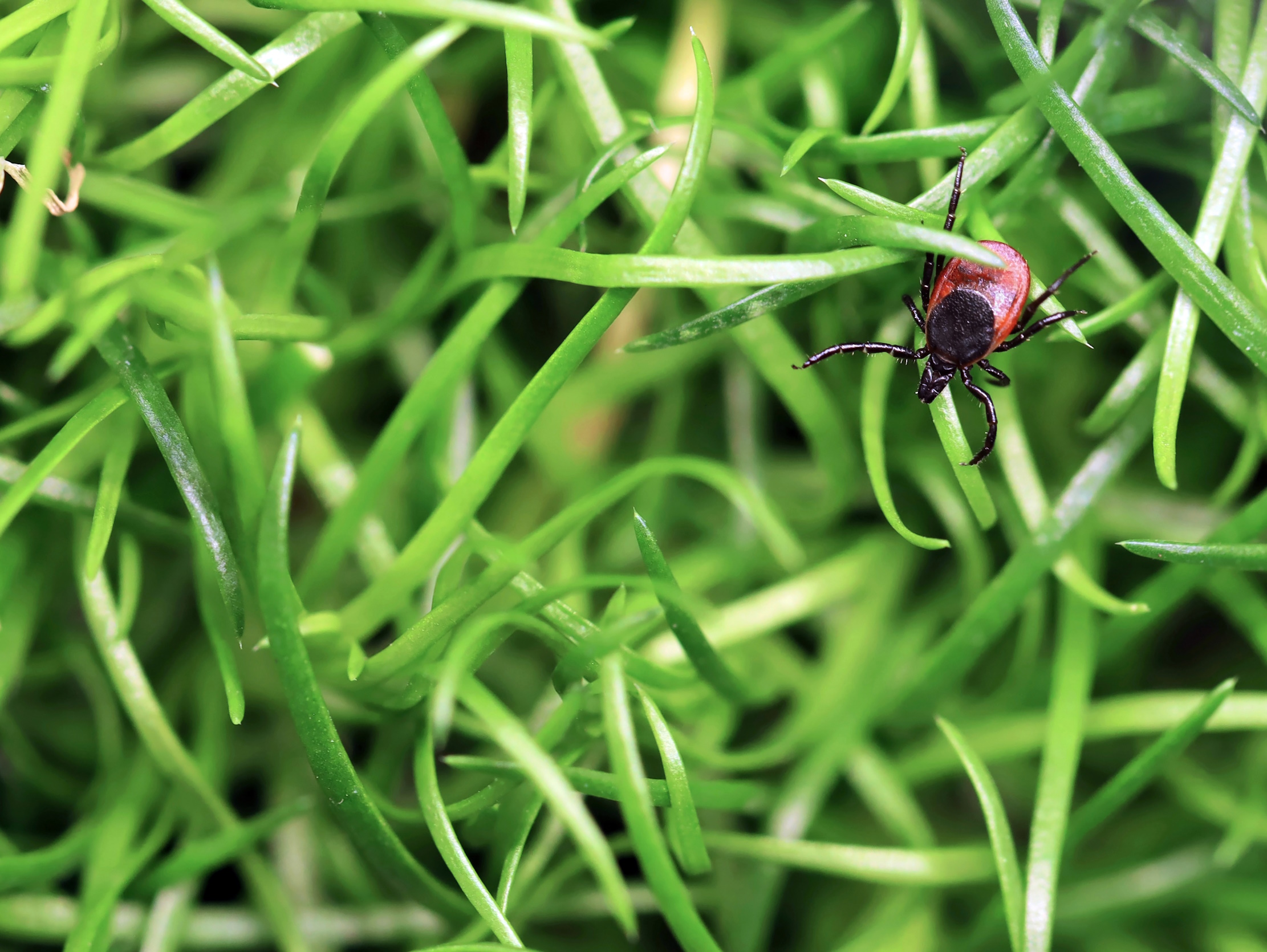 Prof. Megan Mladinich Valenti | Hidden in the Grass: The Rising Threat of Powassan Virus