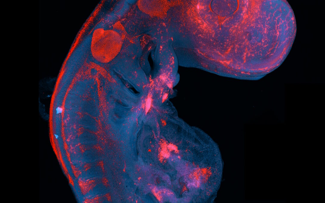 Ádám Soós – Emőke Szőcs | The Hidden Architecture of Immunity: How Cells Find Their Way in a Bird’s Body