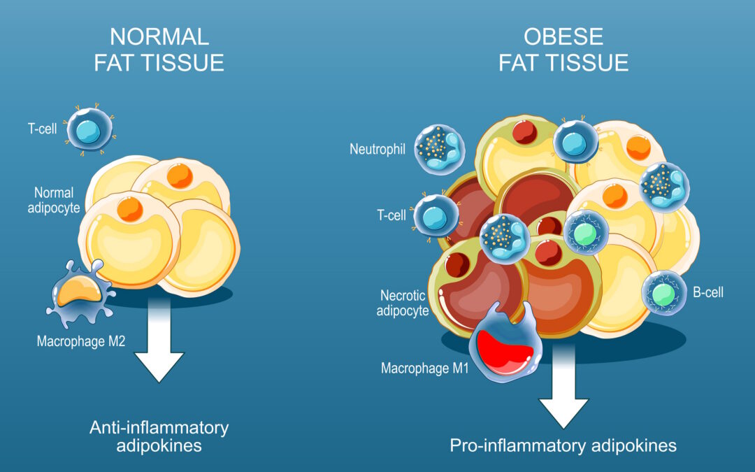 Prof. Jamie Rausch | The Hidden Life of Fat: How Adipose Tissue Shapes Health Across a Lifetime