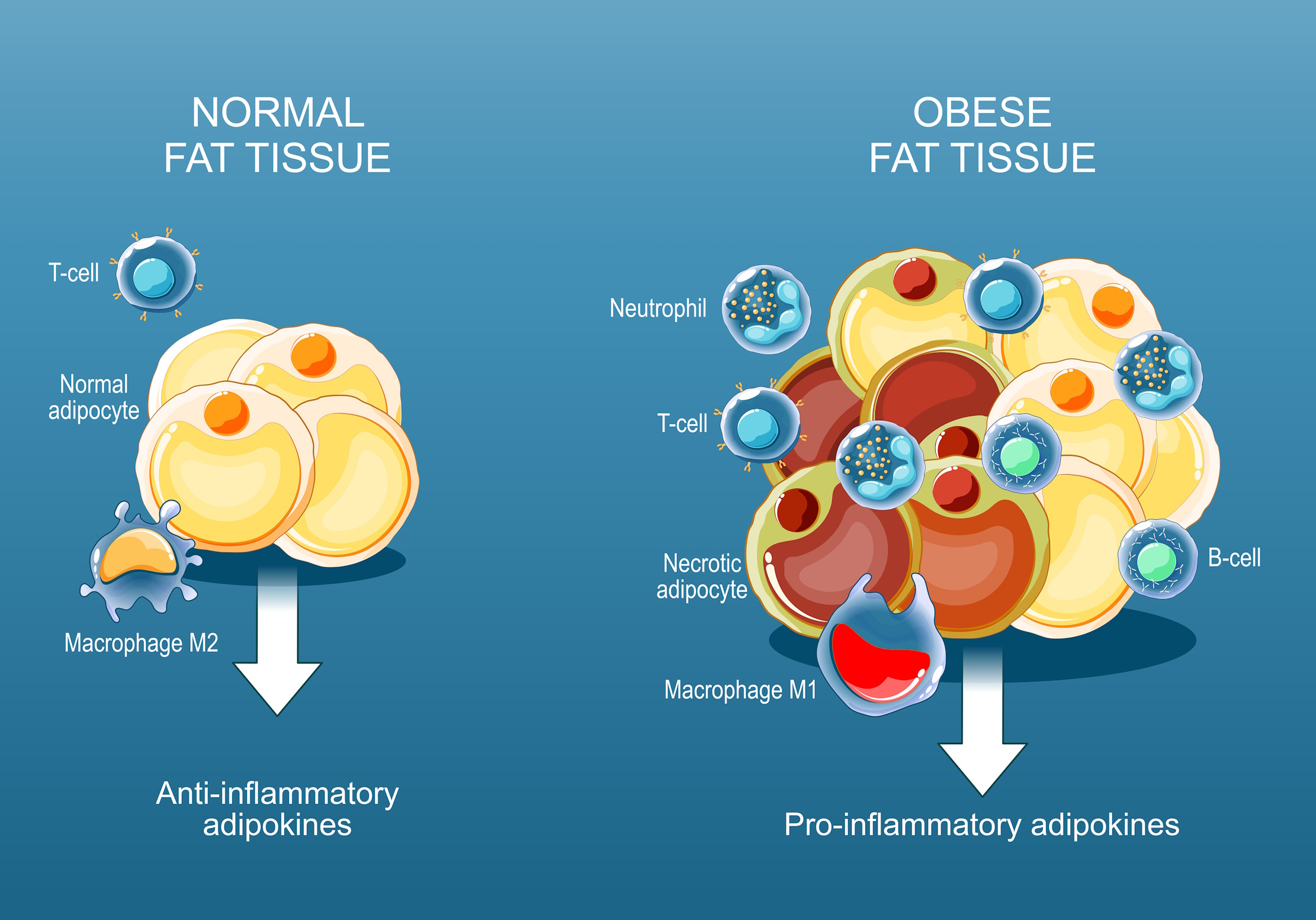 Prof. Jamie Rausch | The Hidden Life of Fat: How Adipose Tissue Shapes Health Across a Lifetime