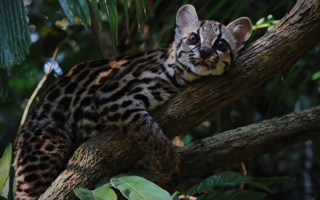 Dr. Samantha Zwicker | The Secret Life of the Margay in Peru’s Rainforest