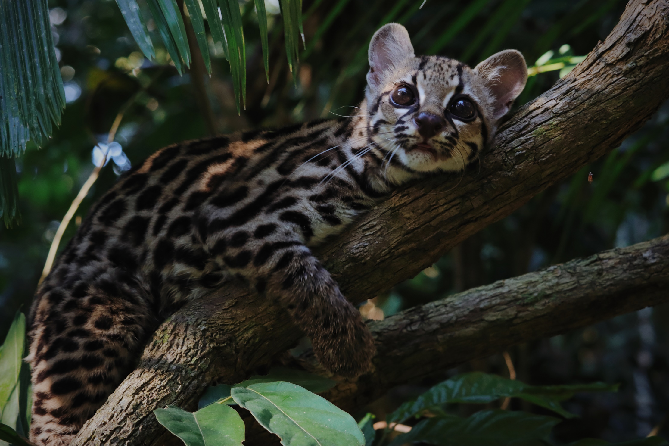 Dr. Samantha Zwicker | The Secret Life of the Margay in Peru’s Rainforest