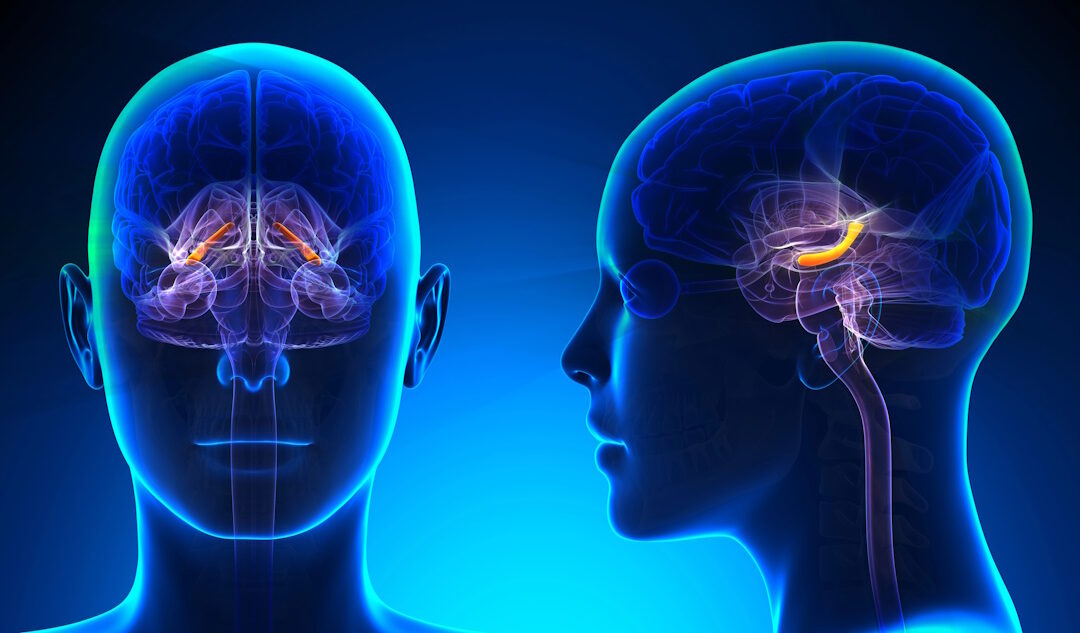 Prof. Jullie Pan | The Brain’s Hidden Chemistry: What the Hippocampus Reveals About Memory, Energy, and Disease