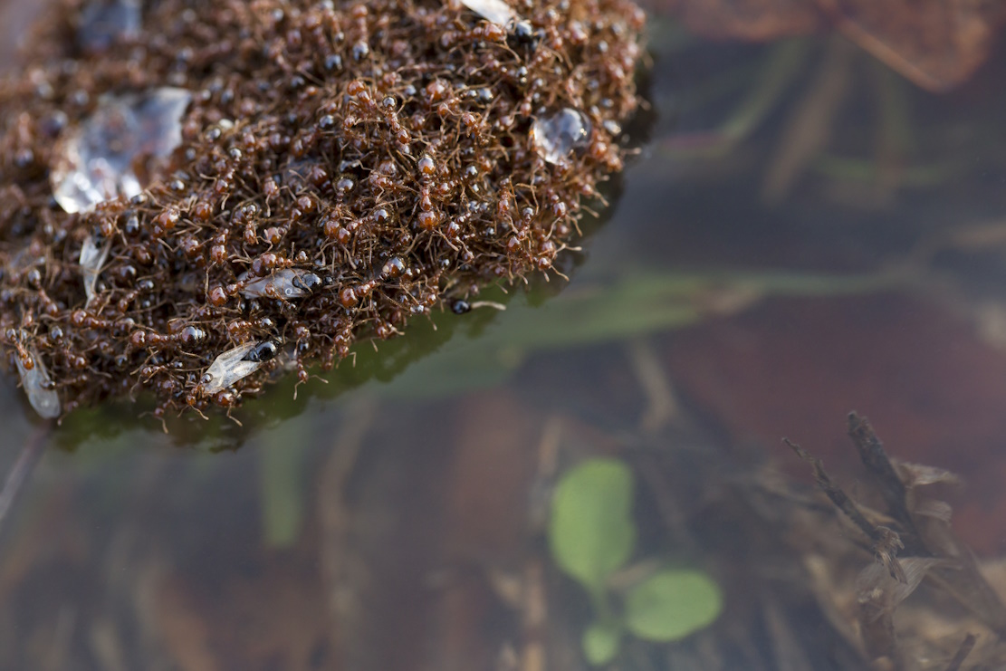 Dr Ross Wylie | When Floodwaters Rise: What Australia’s Battle with Fire Ants Reveals About Nature’s Great Survivors