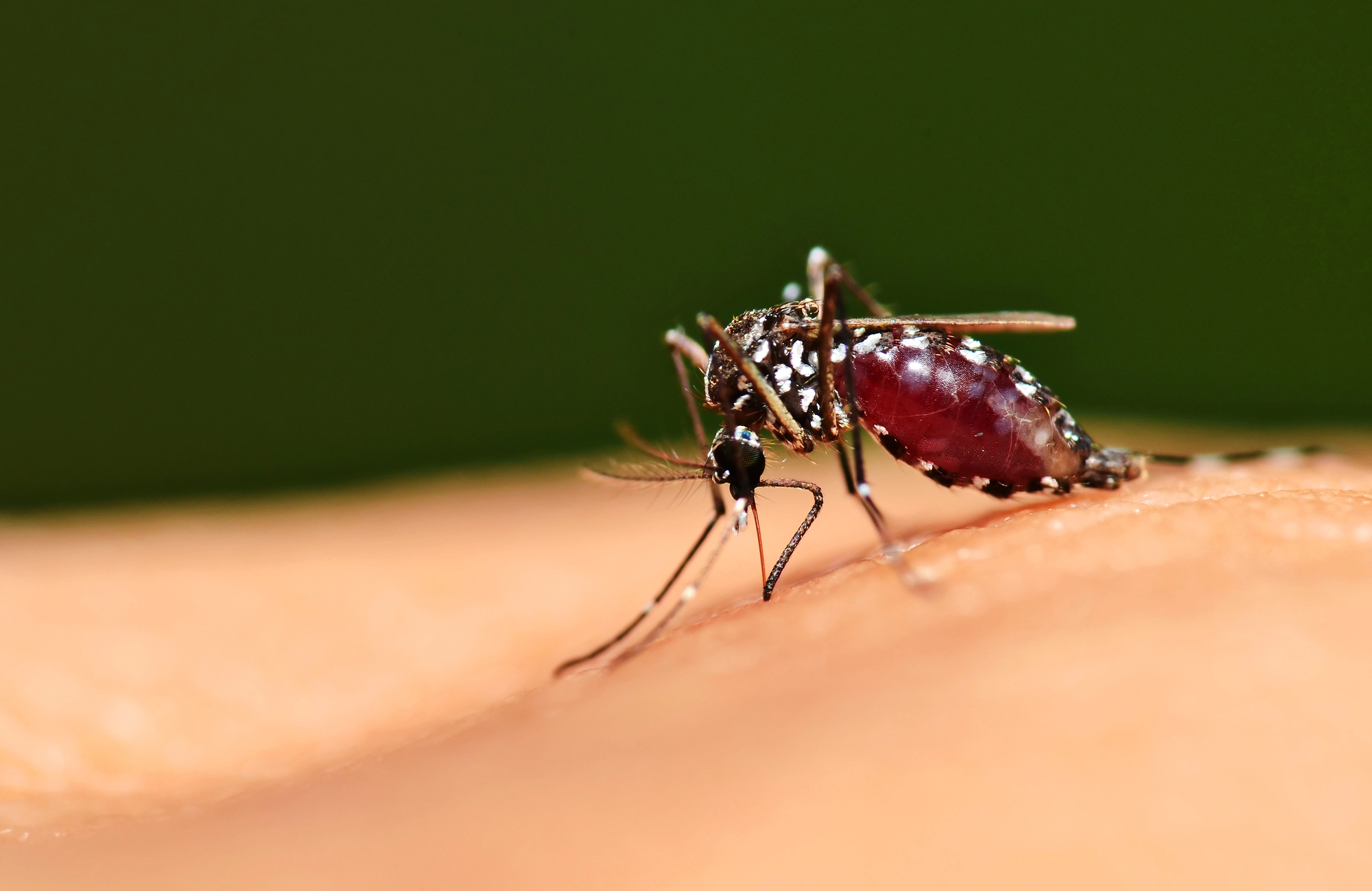 Dr. Shimaa Ghazal | Reading the Mosquito: What Two New Genomes Can Tell Us About Malaria